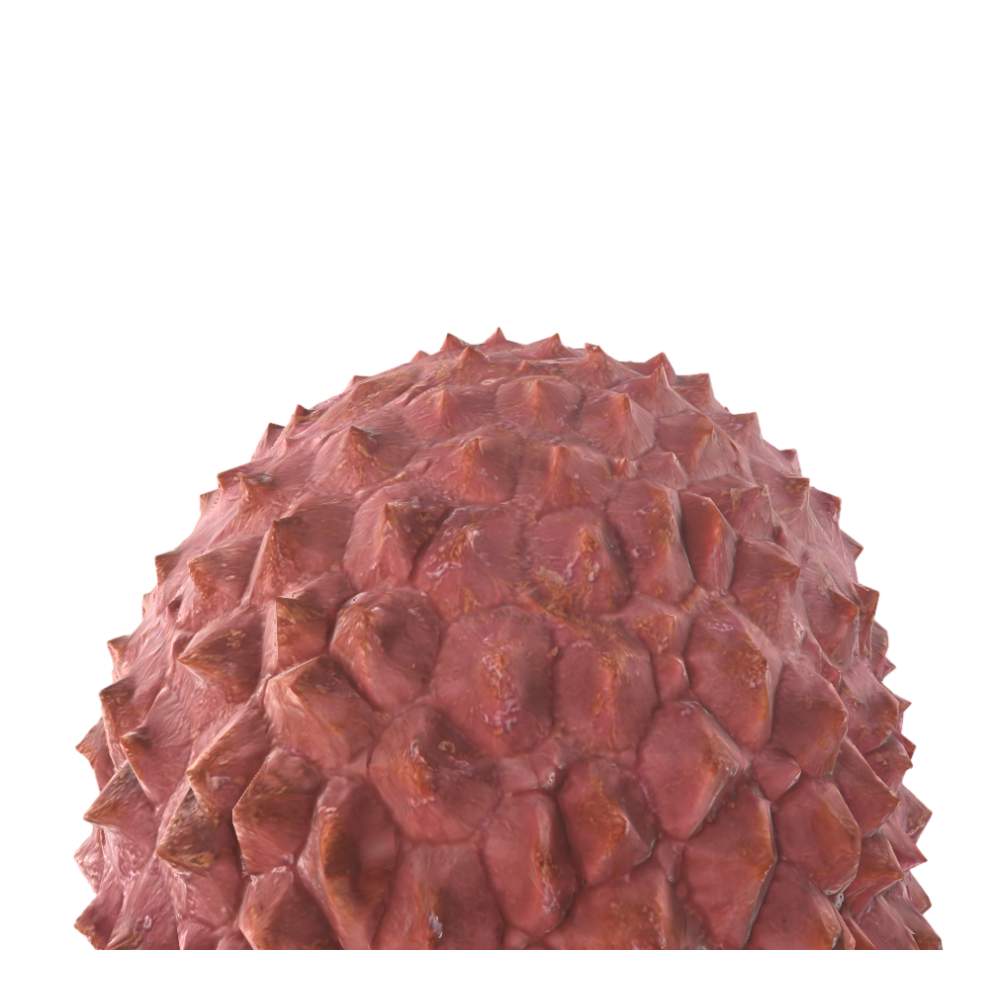 Lychee 3D Model AR Experience Fruit Lychee