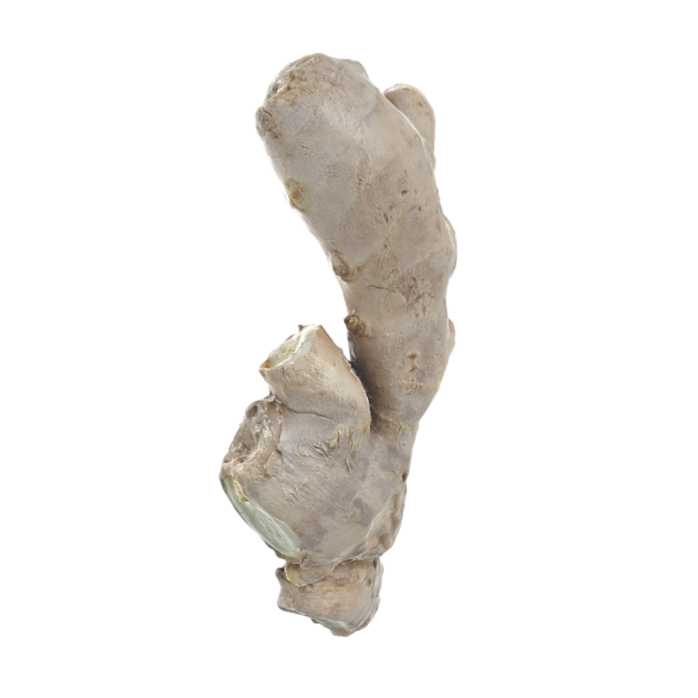 Ginger 3D Turmeric AR Herbaceous Plant Model