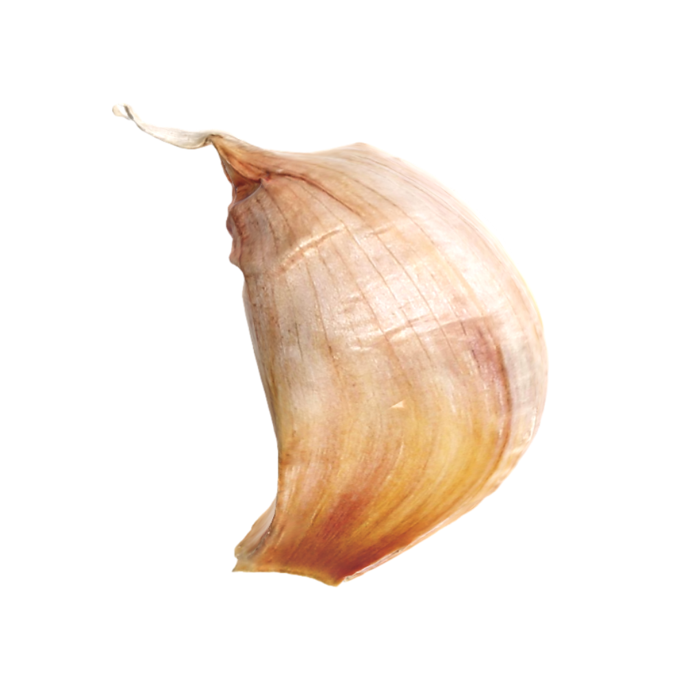 Garlic 3D Model AR Garlic