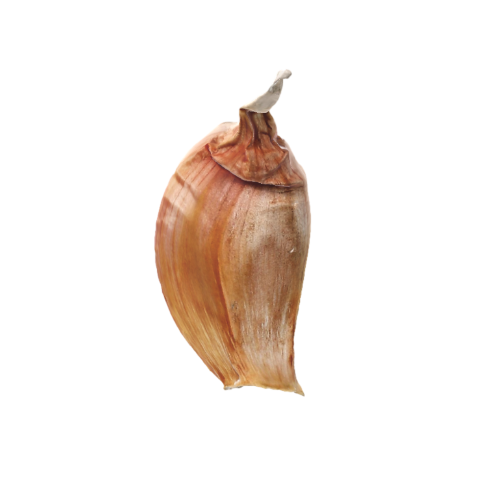 Garlic 3D Model AR Garlic