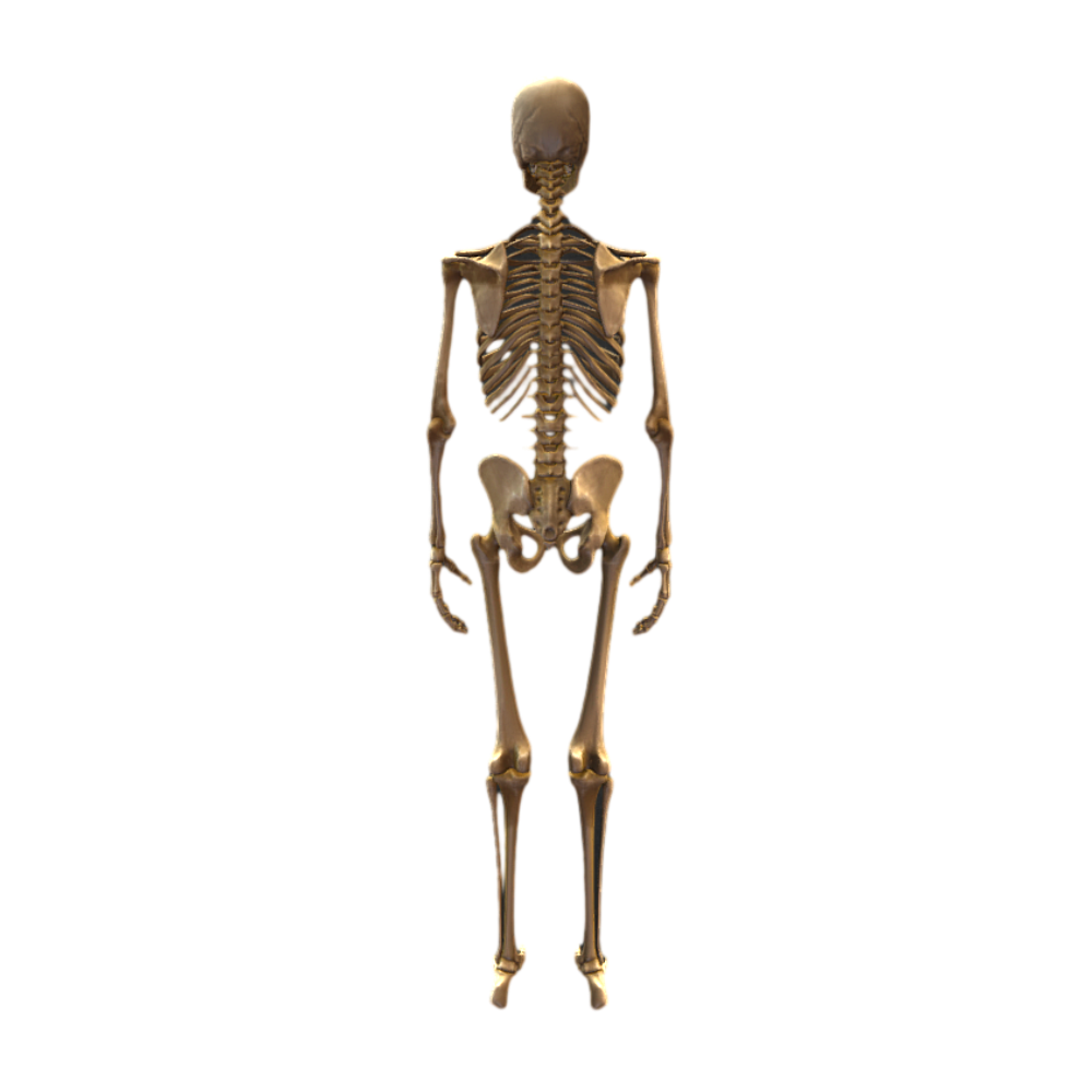Human skeleton HD 3D human skeleton body popular science