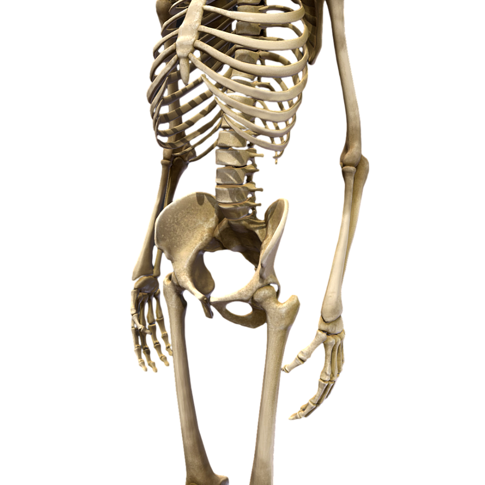 Human skeleton HD 3D human skeleton body popular science