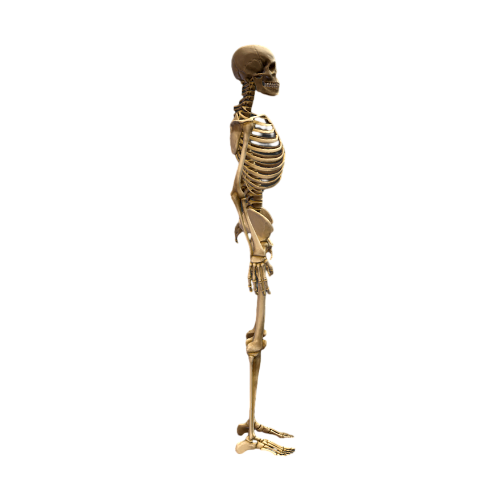 Human skeleton HD 3D human skeleton body popular science