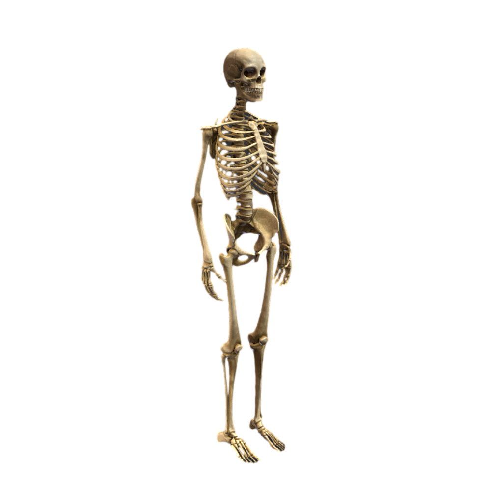 Human skeleton HD 3D human skeleton body popular science