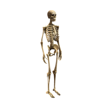 Human skeleton HD 3D human skeleton body popular science