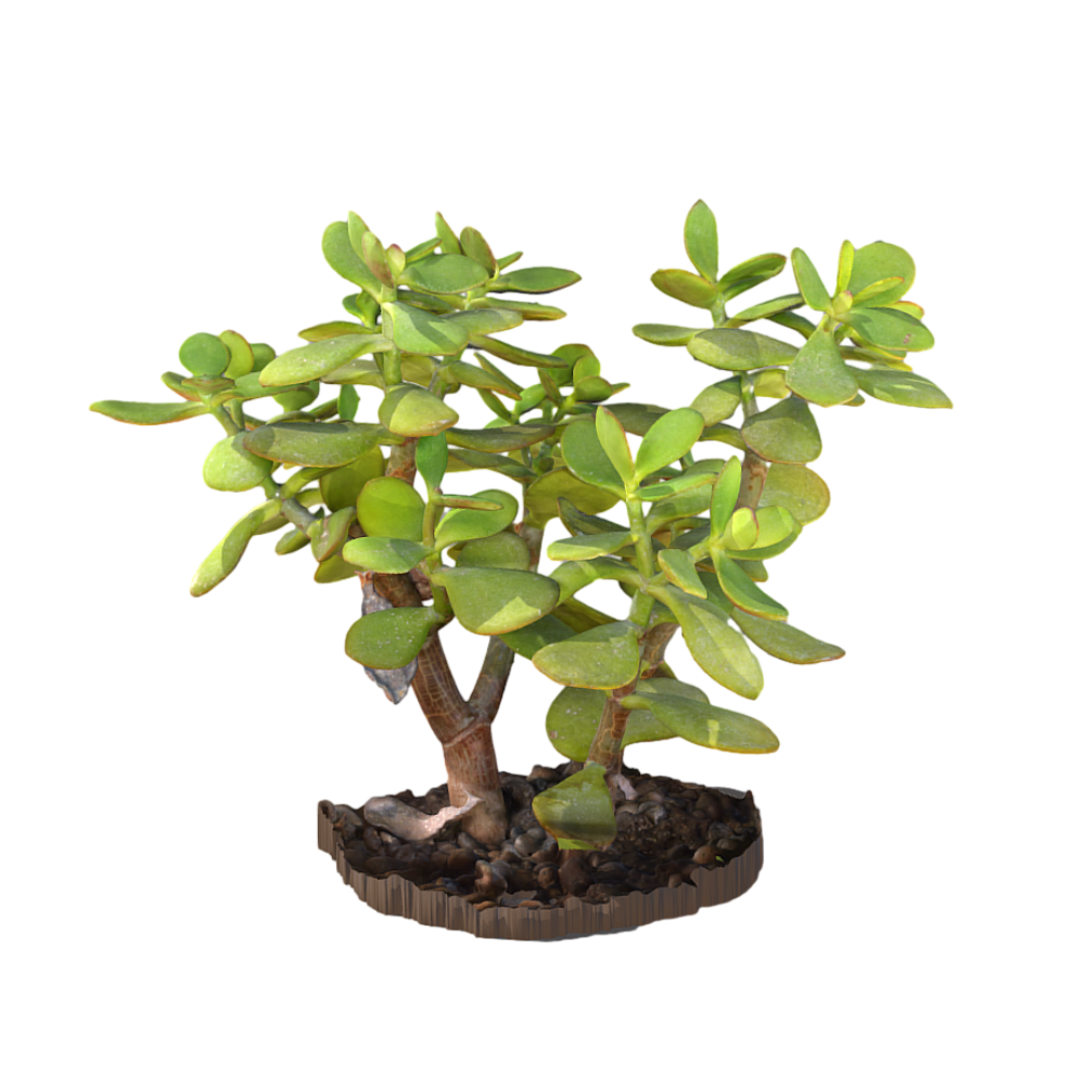 Fleshy Plants 3D Garden Green Plant Flowers Jade plant AR
