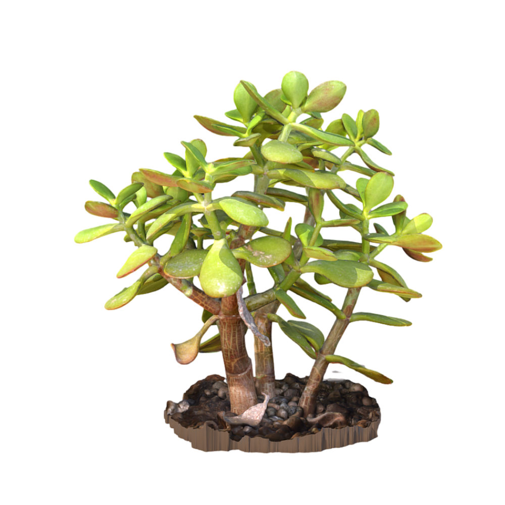 Fleshy Plants 3D Garden Green Plant Flowers Jade plant AR