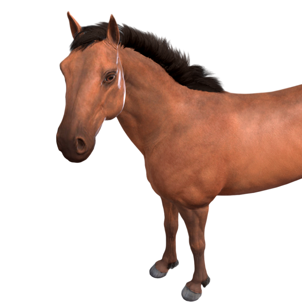 Horse HD 3D Model AR Animal Experience