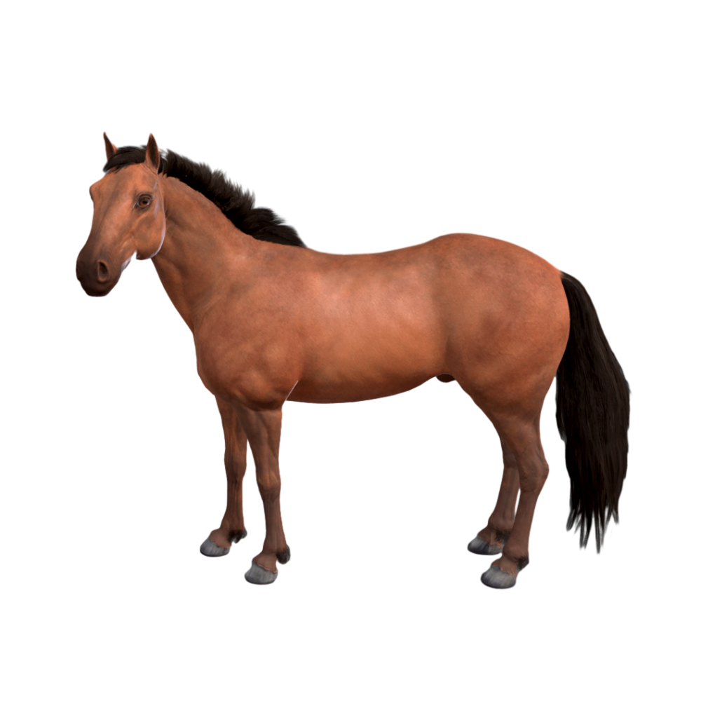 Horse HD 3D Model AR Animal Experience