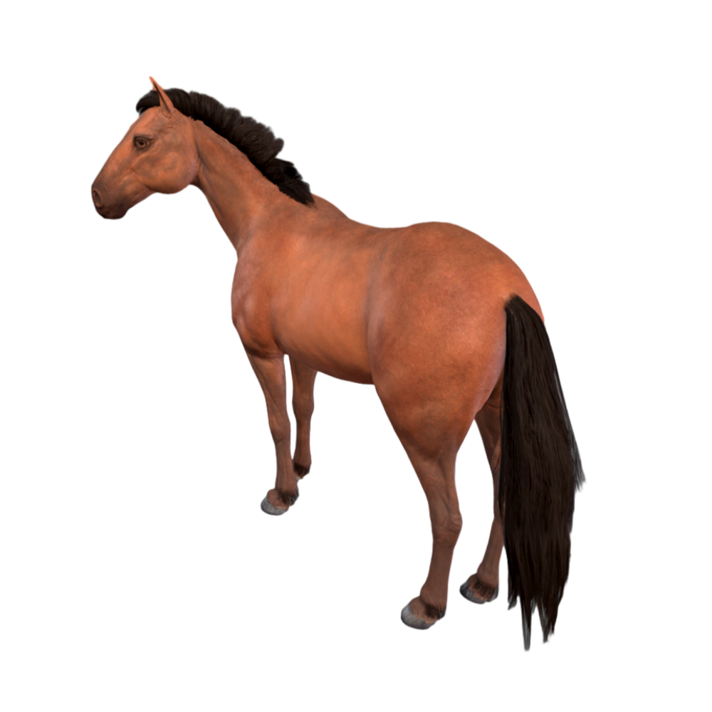 Horse HD 3D Model AR Animal Experience