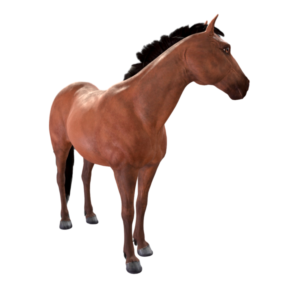 Horse HD 3D Model AR Animal Experience