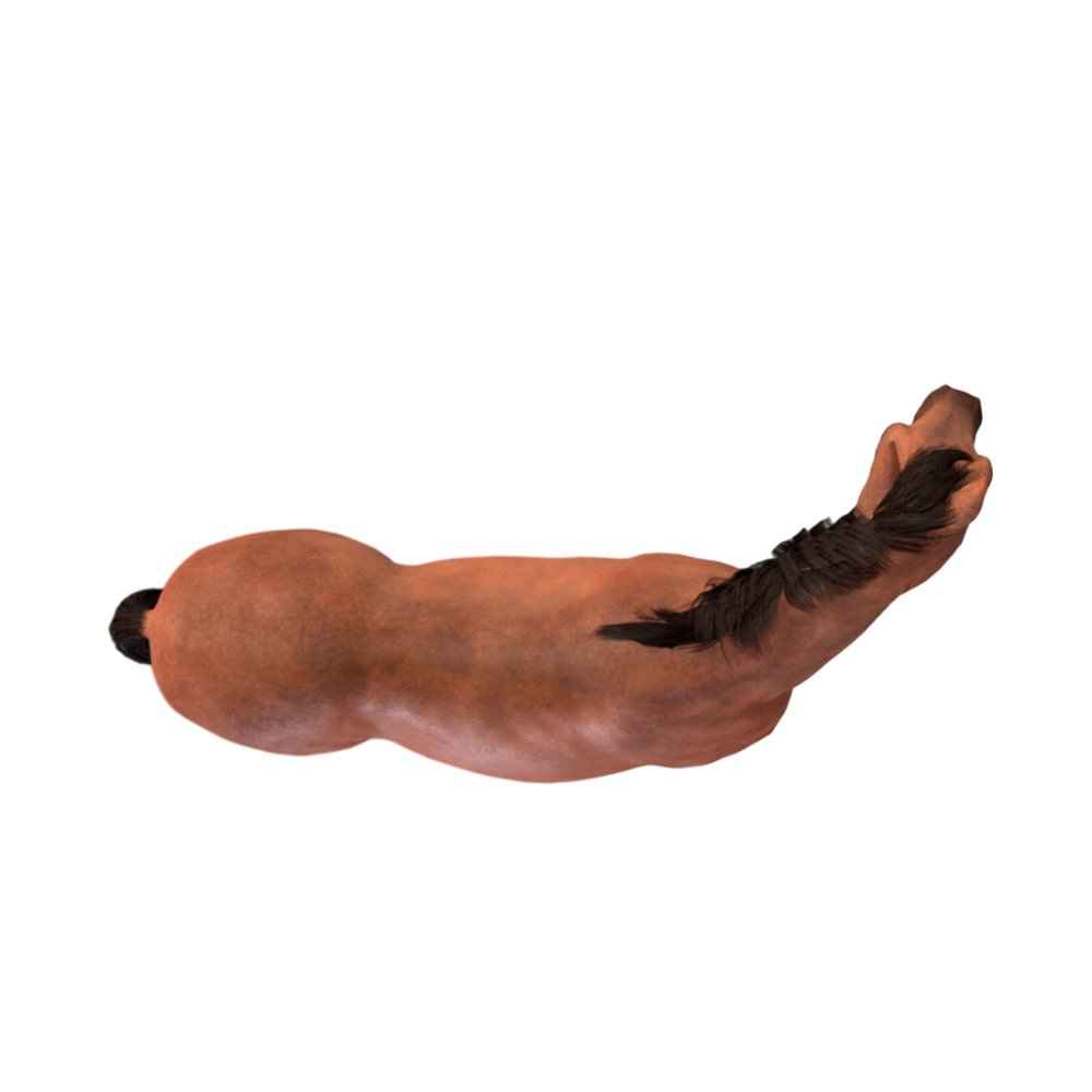 Horse HD 3D Model AR Animal Experience