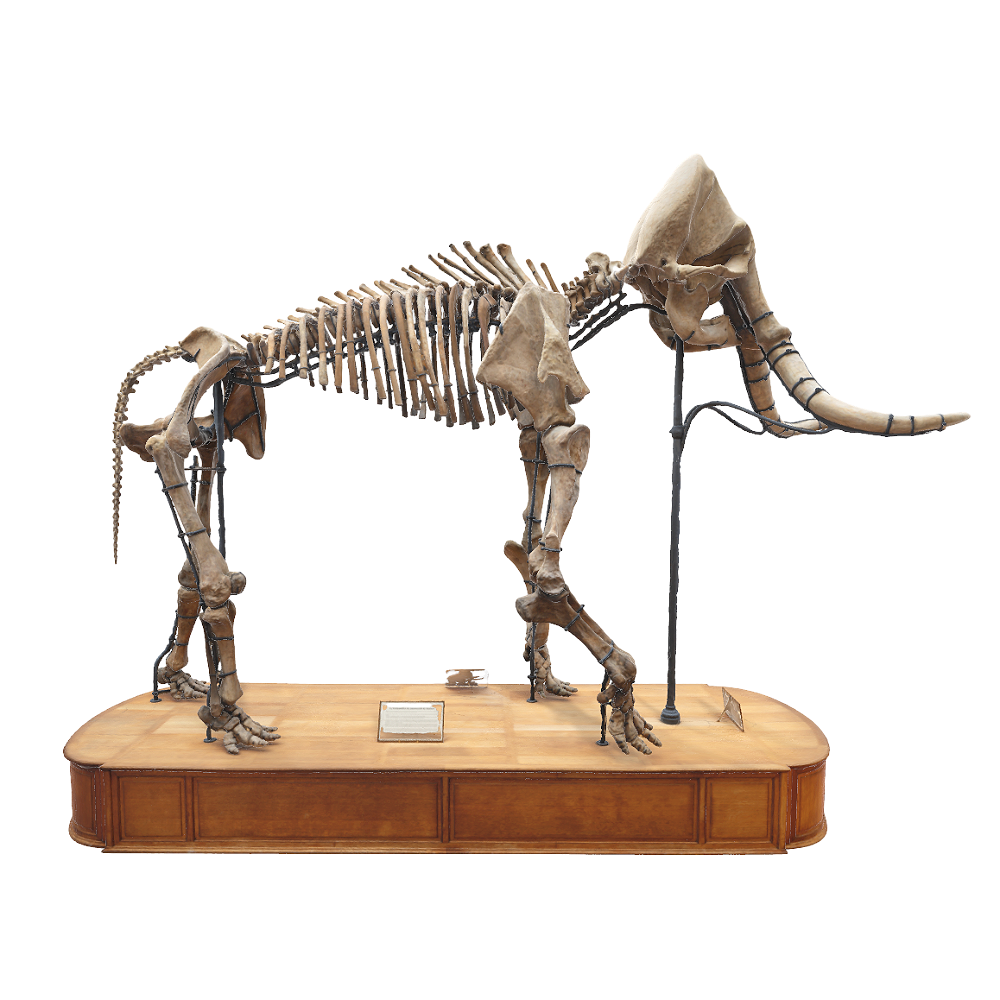 [3D Scanning] Mammoth Skeleton 3D Model AR Museum