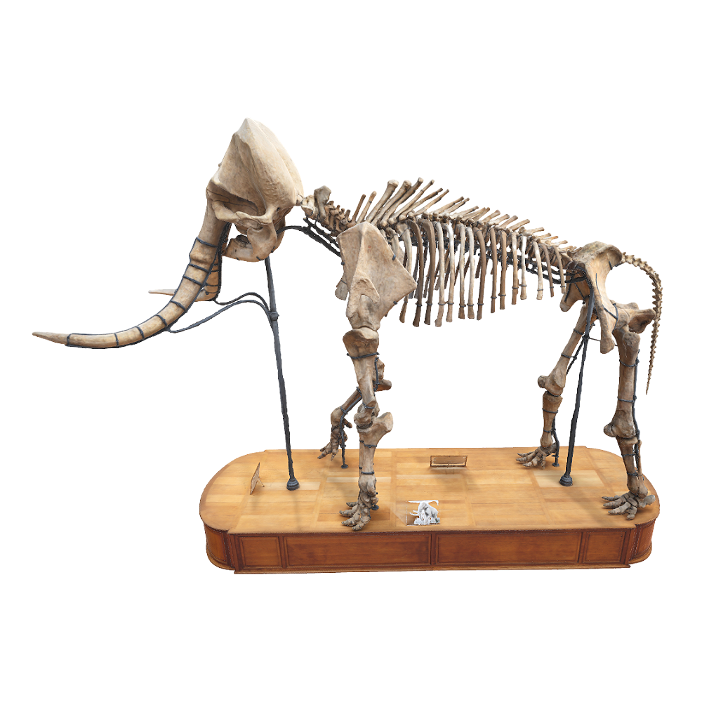 [3D Scanning] Mammoth Skeleton 3D Model AR Museum