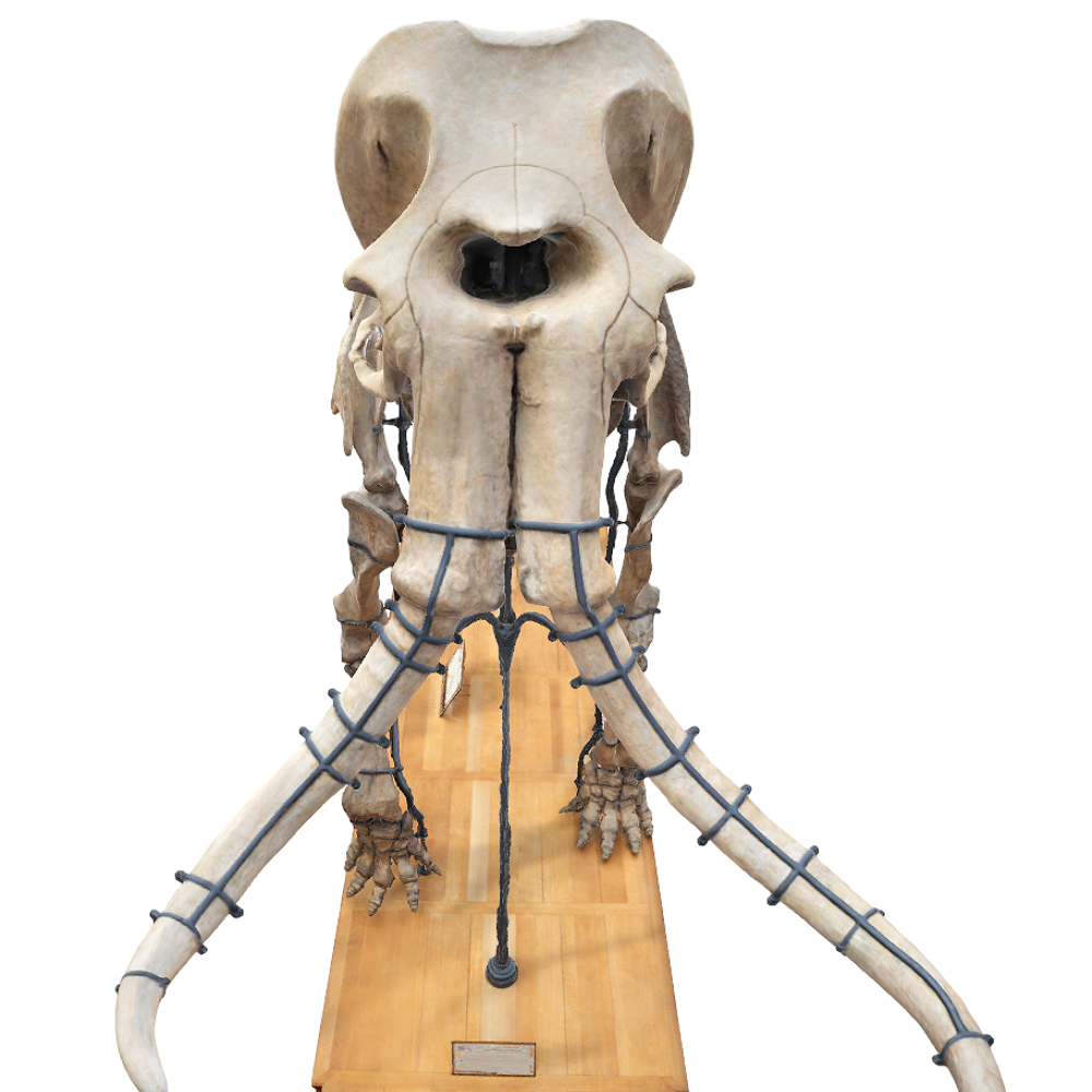 [3D Scanning] Mammoth Skeleton 3D Model AR Museum