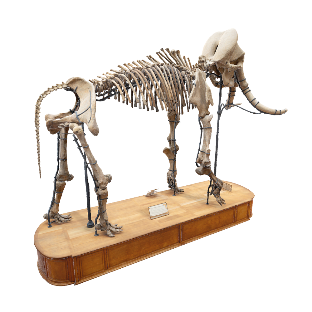 [3D Scanning] Mammoth Skeleton 3D Model AR Museum