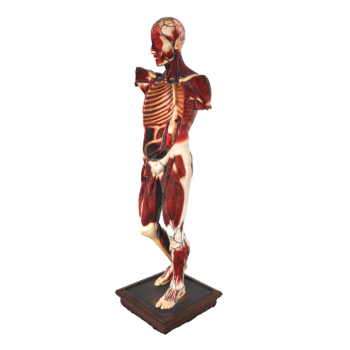 human anatomical model