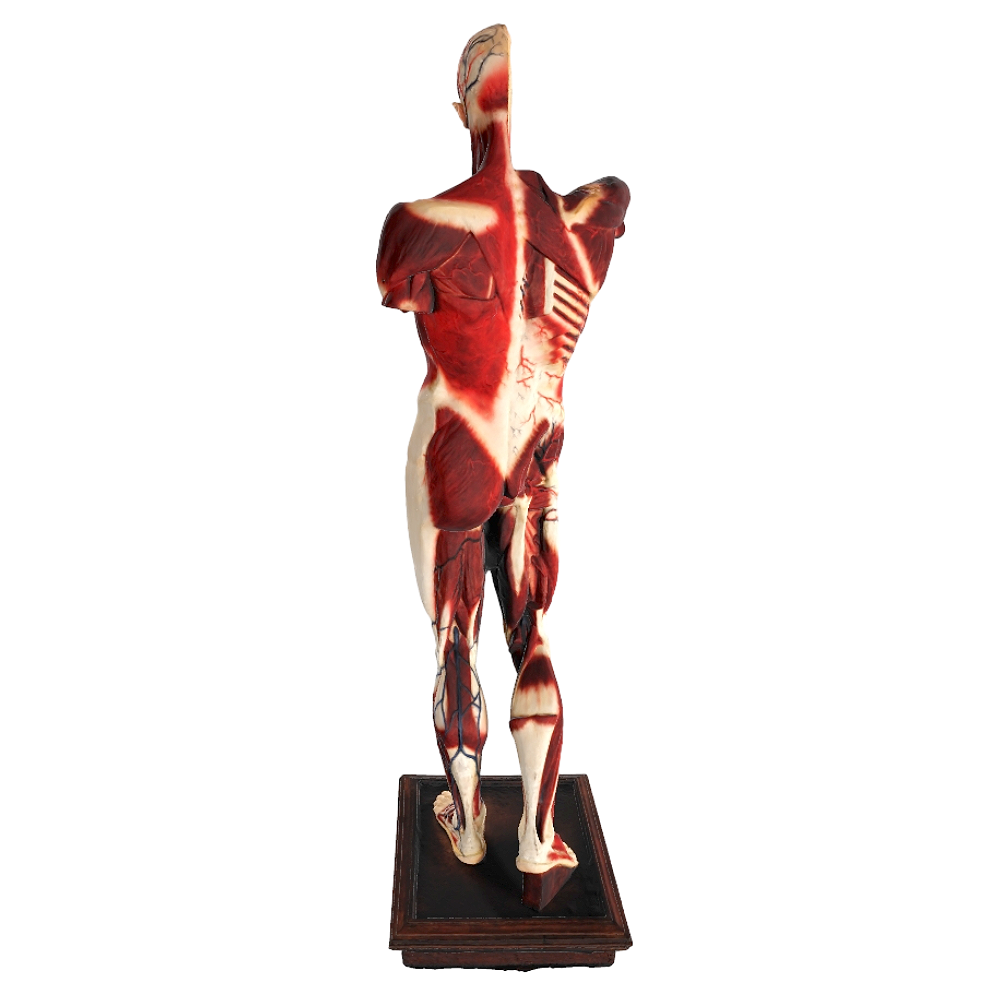 human anatomical model