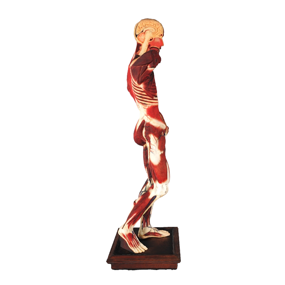 human anatomical model
