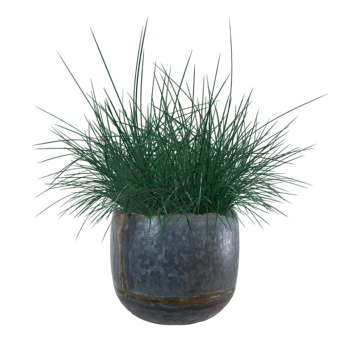 The grass in the flowerpot