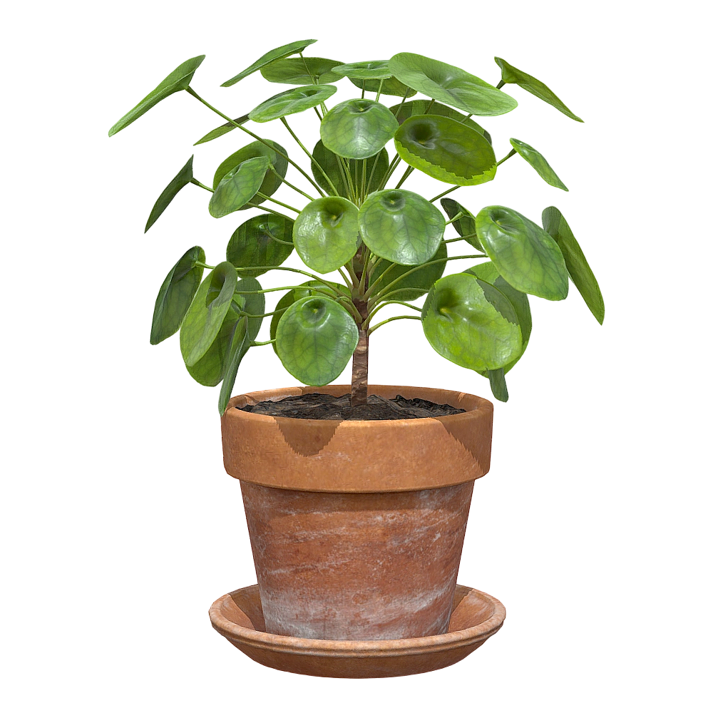 Potted plant of money grass