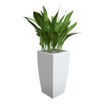 Potted plant with spider eggs (commonly known as "cast iron plant")