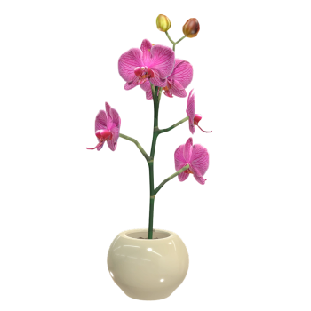 Phalaenopsis potted plant
