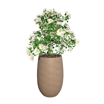 gardenia potted plant