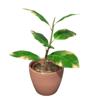 potted banyan seedlings