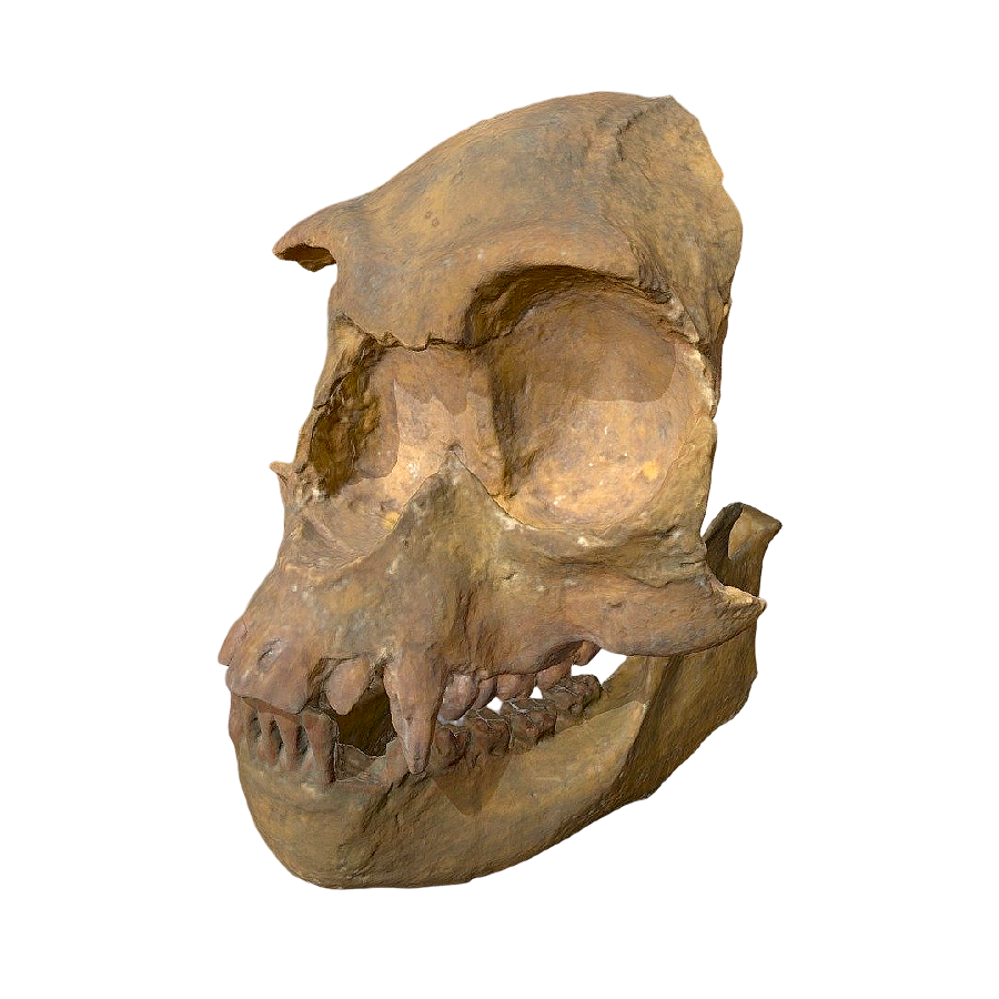 Fossilized skull of a forest australopithecus