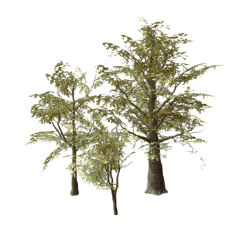 Realistic Broadleaf Tree Oak Garden Landscape 3D Model