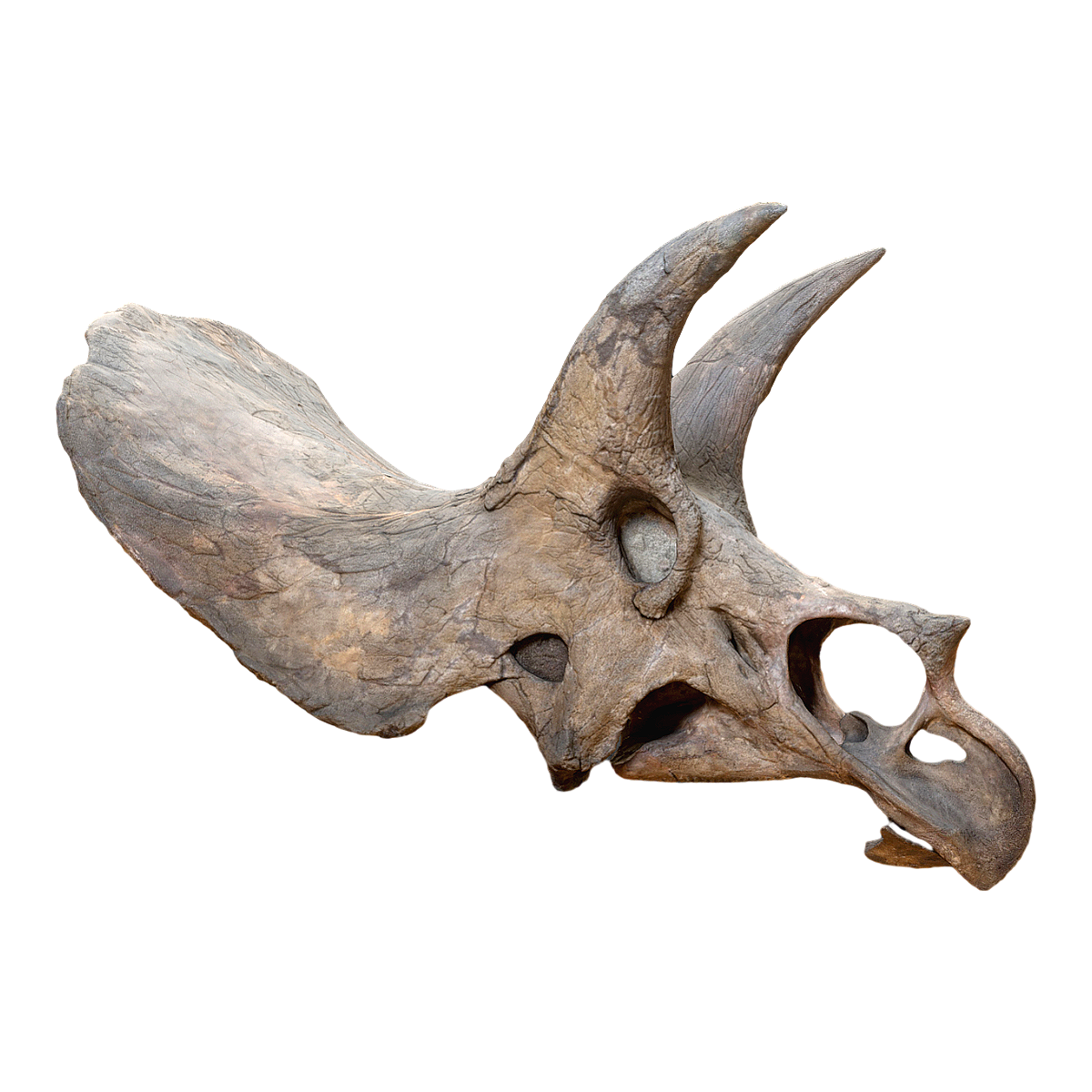 Late Cretaceous Triceratops Bones