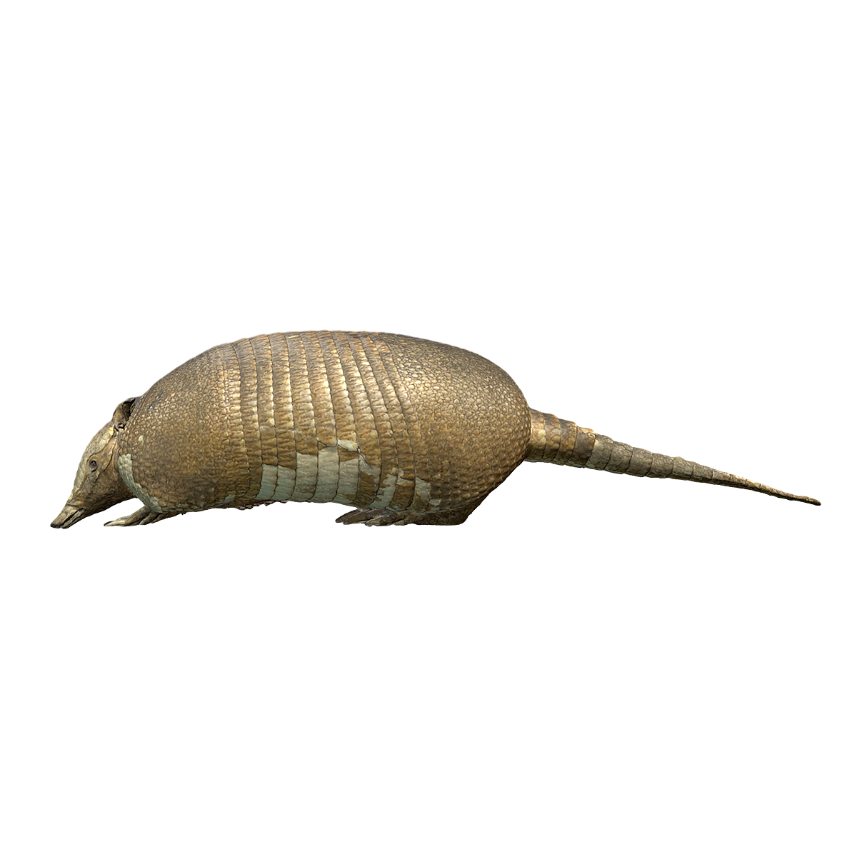 Armadillo specimen