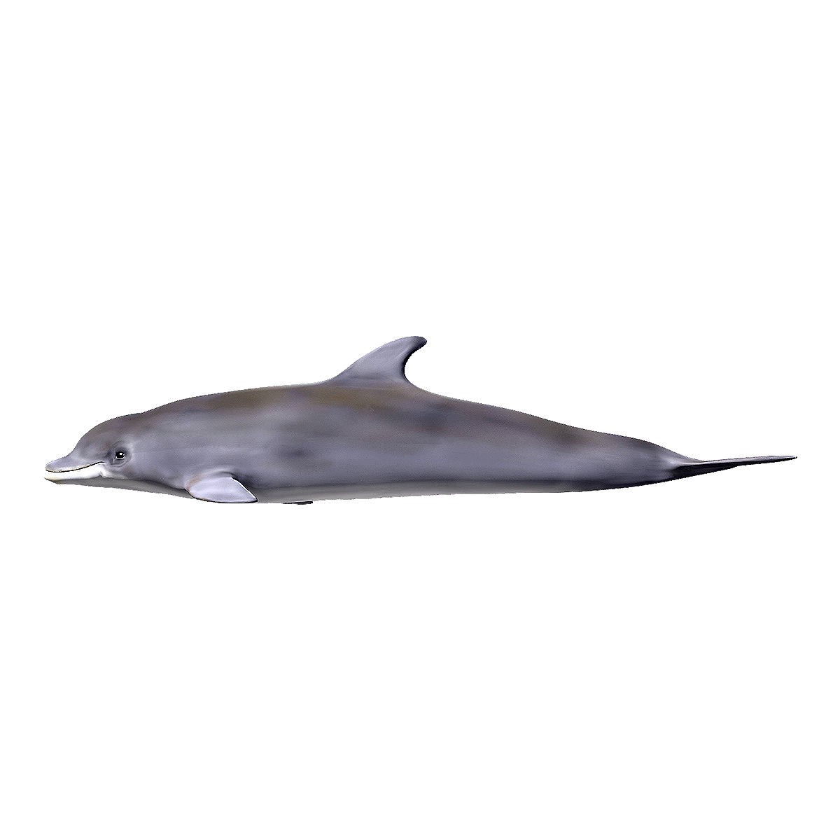 Bottlenose Dolphin 