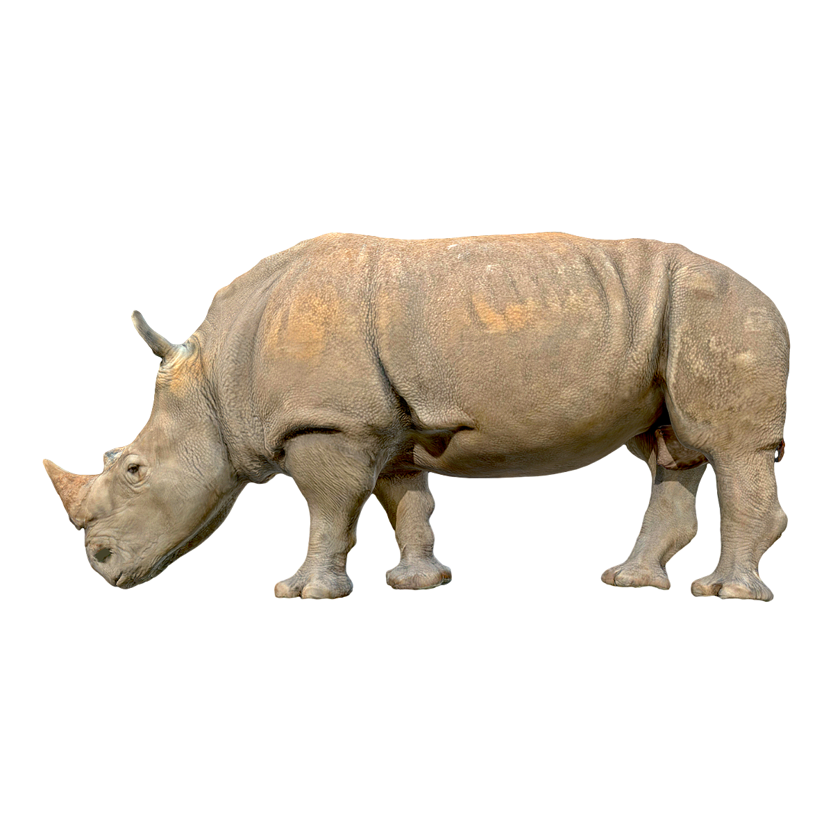 White Rhinoceros