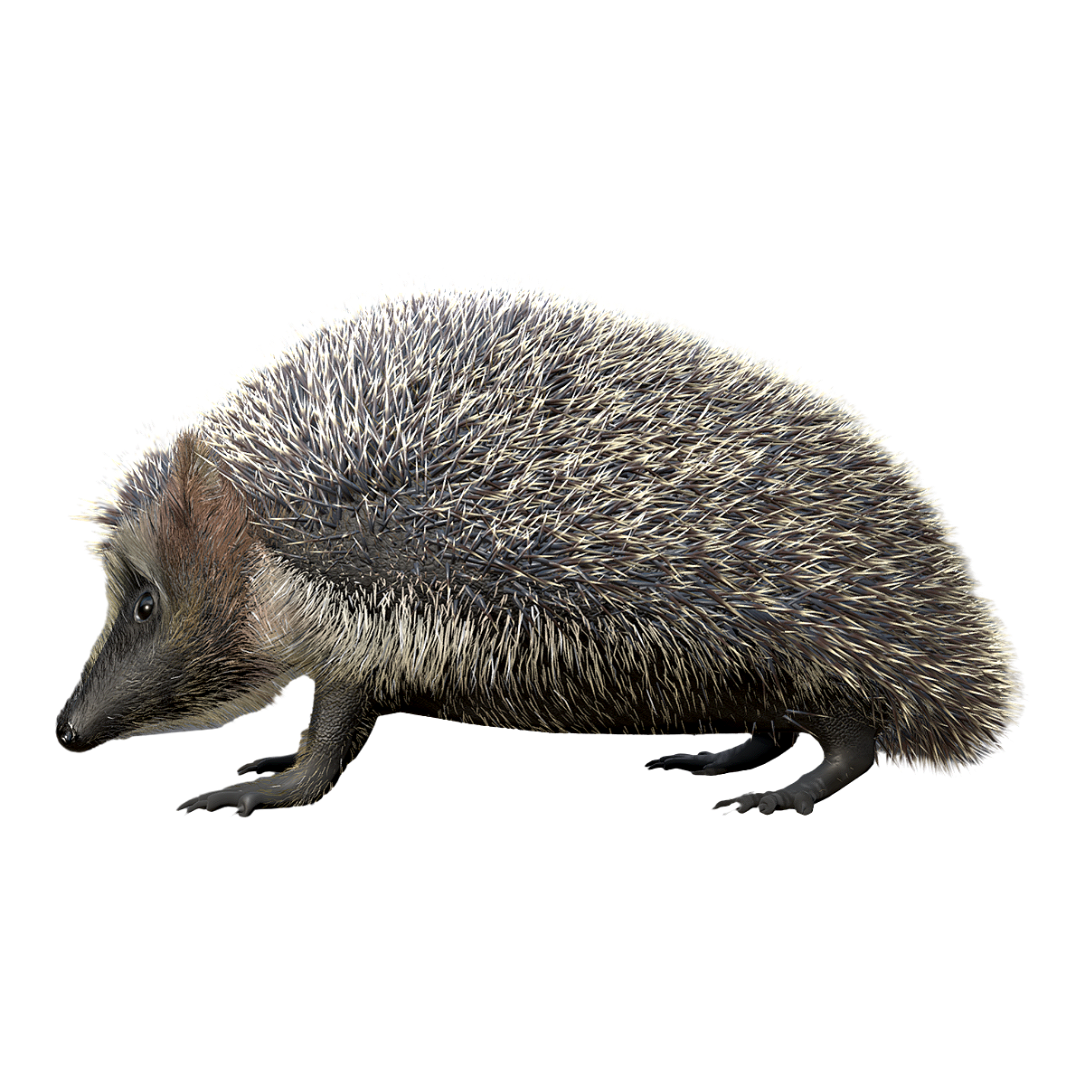 hedgehog