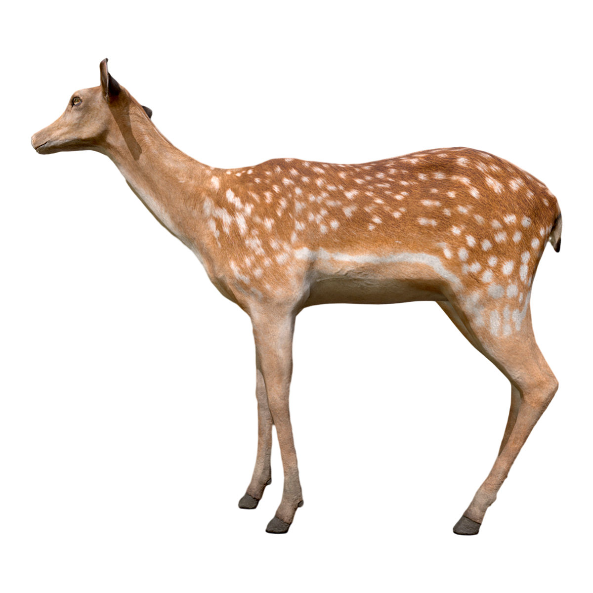Sika deer