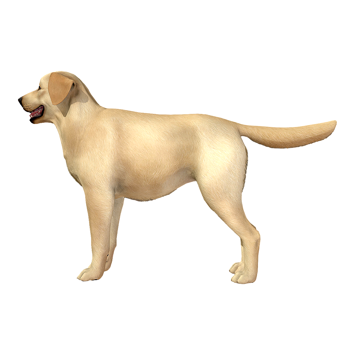 Labrador Retriever (Adult Dog)