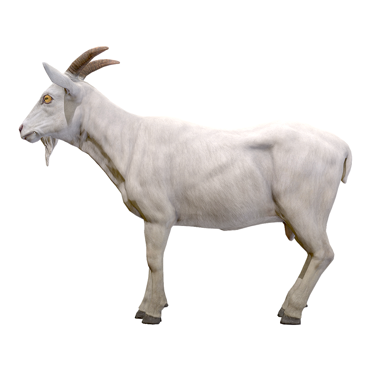 Goat (male)