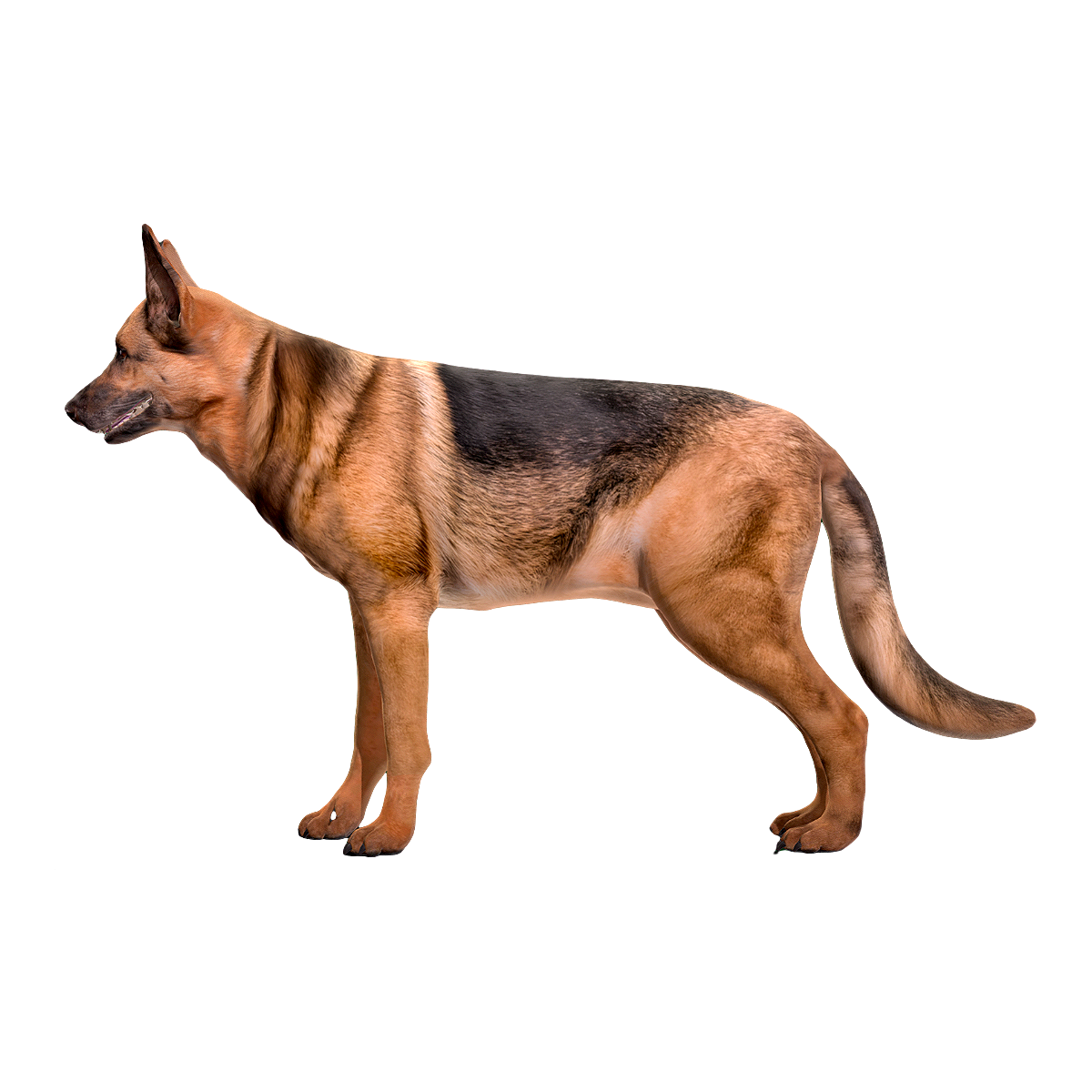 German Shepherd Dog