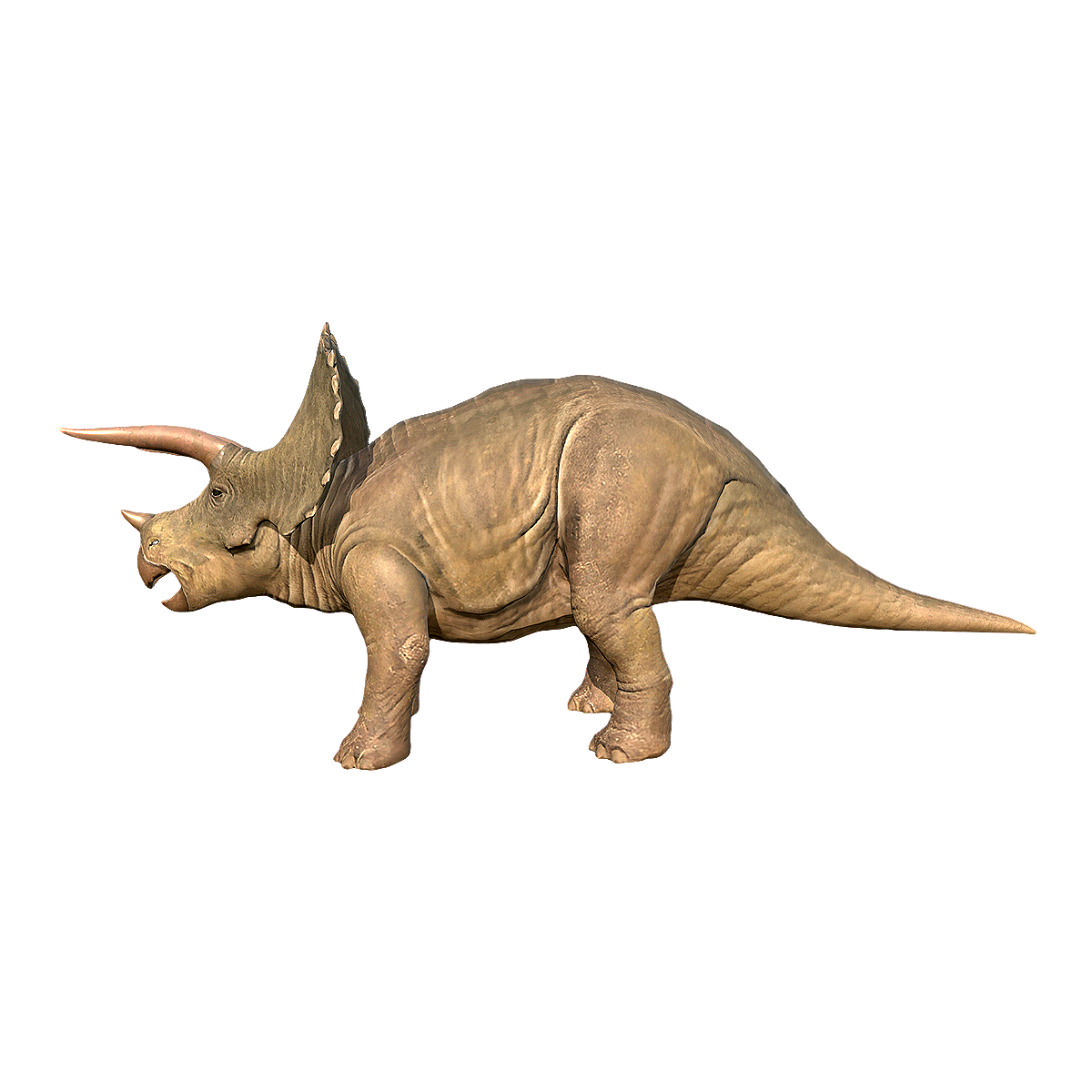 Triceratops