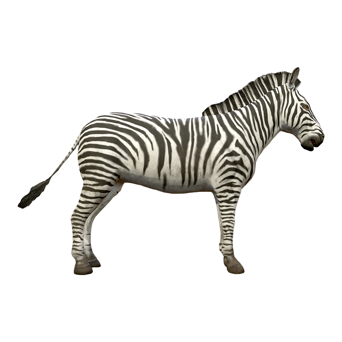 Mountain Zebra
