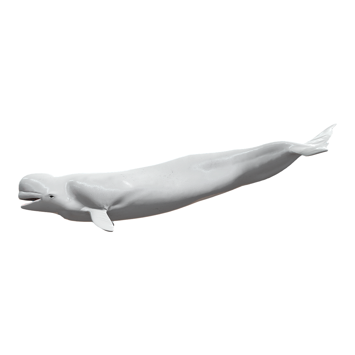 beluga