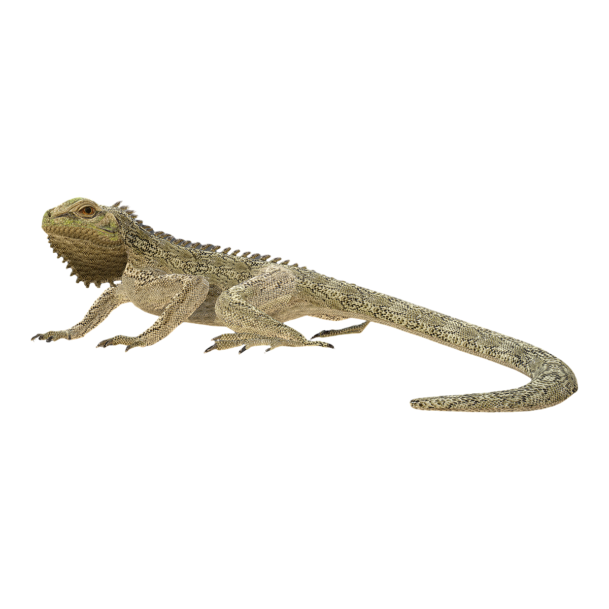 Iguanoid lizard