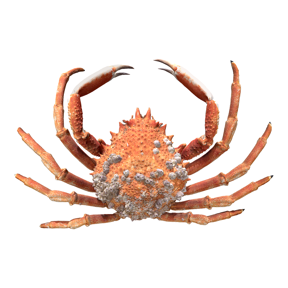 Spider crab