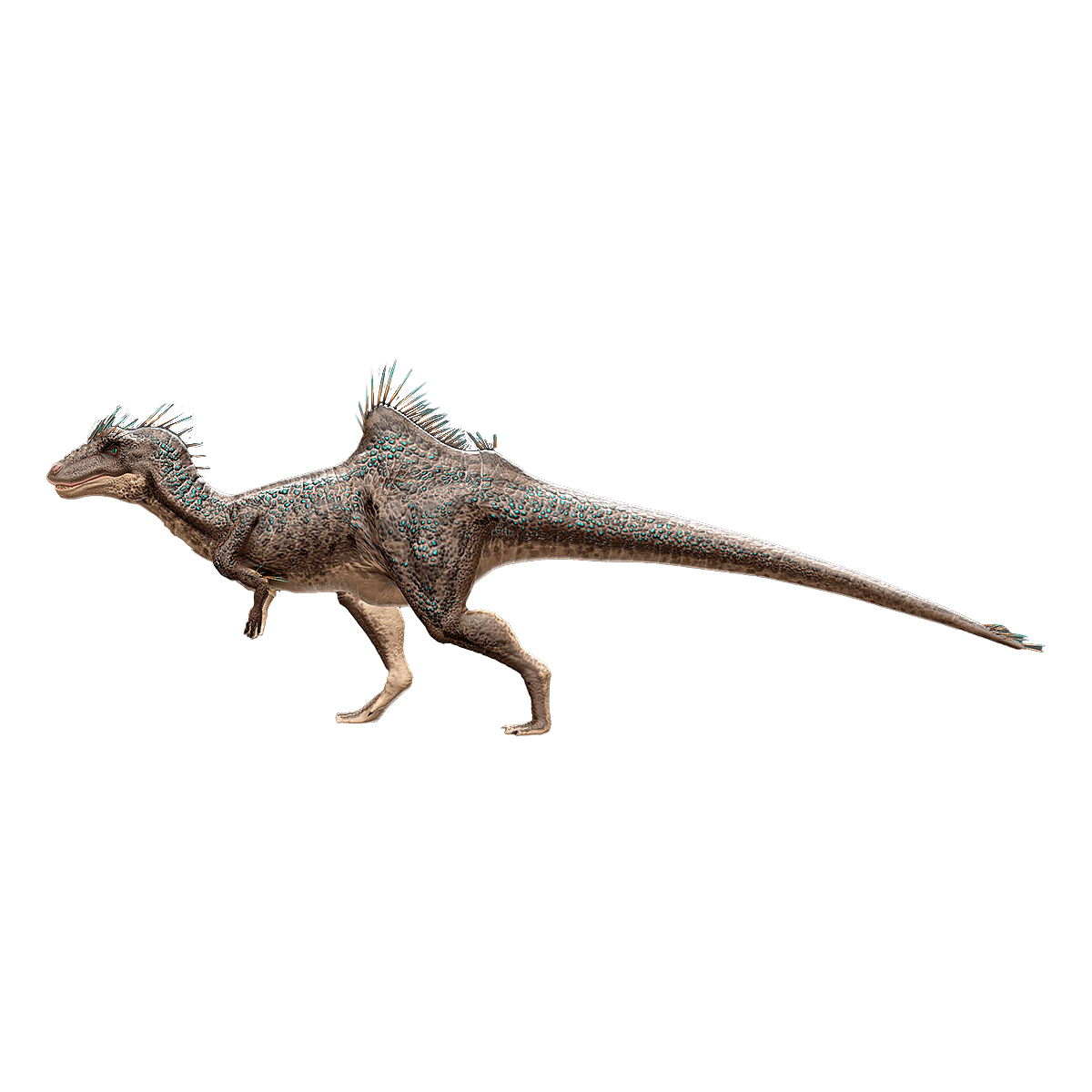 Concavenator corcovatus 