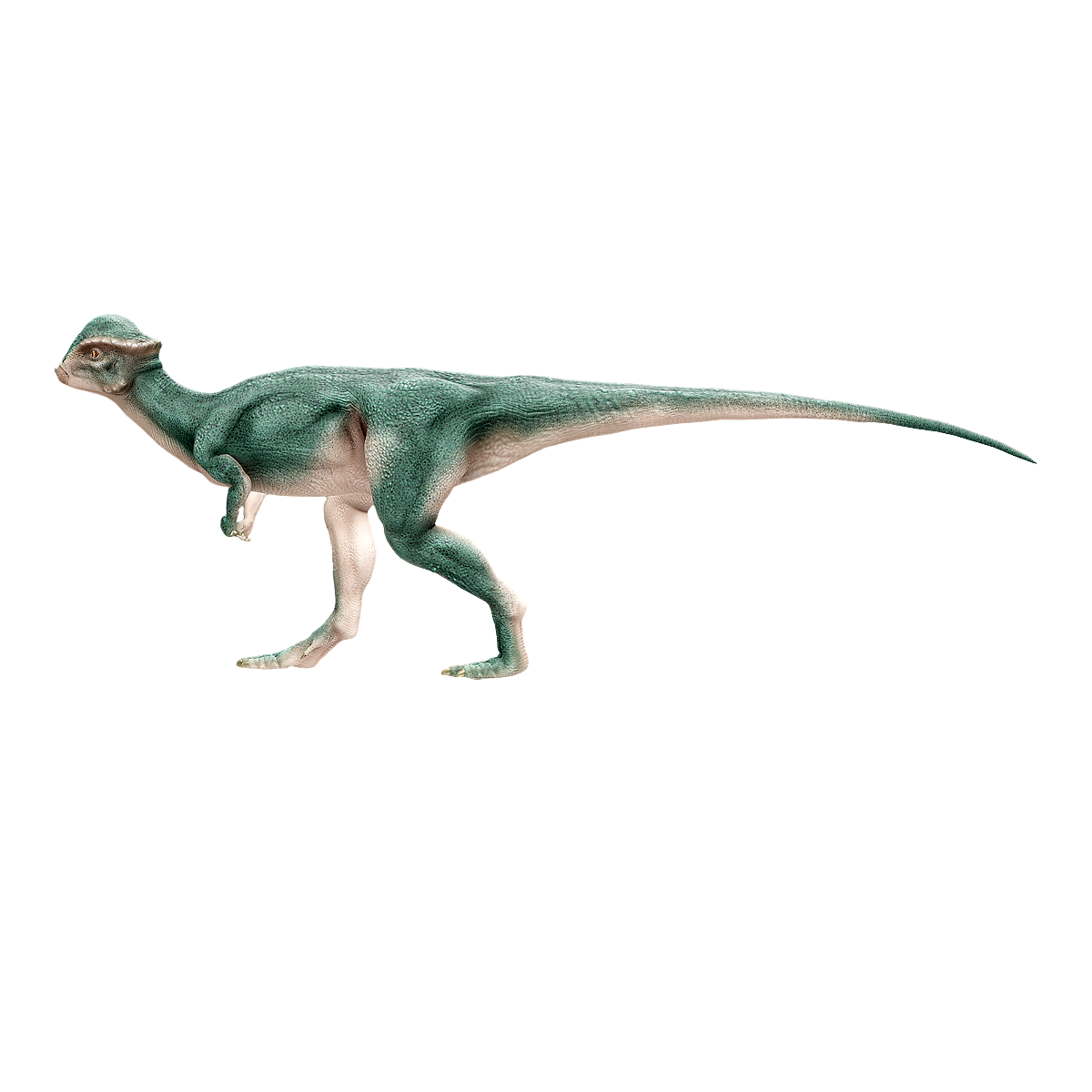 Stegoceras 