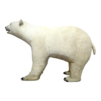 Polar bear