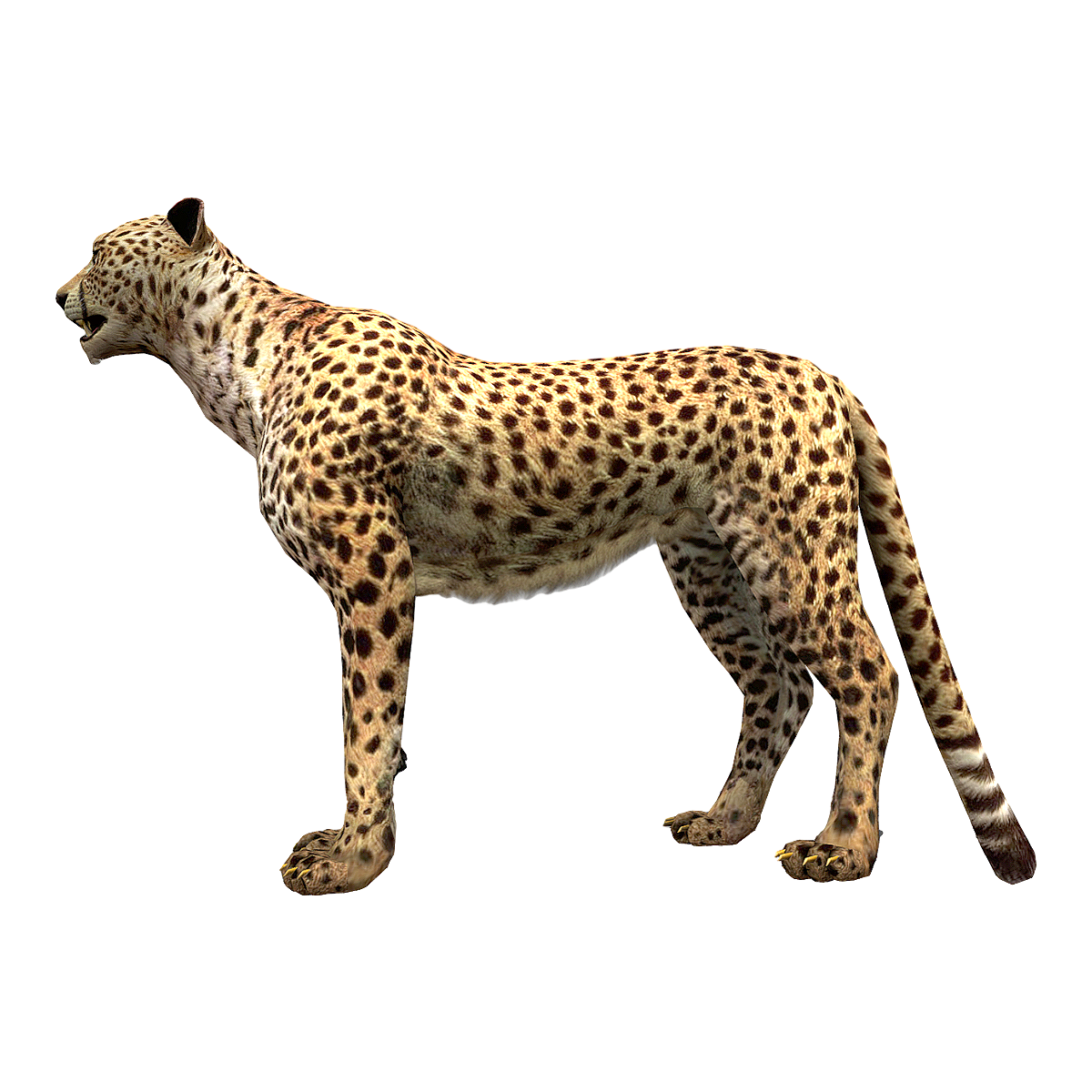 Cheetah