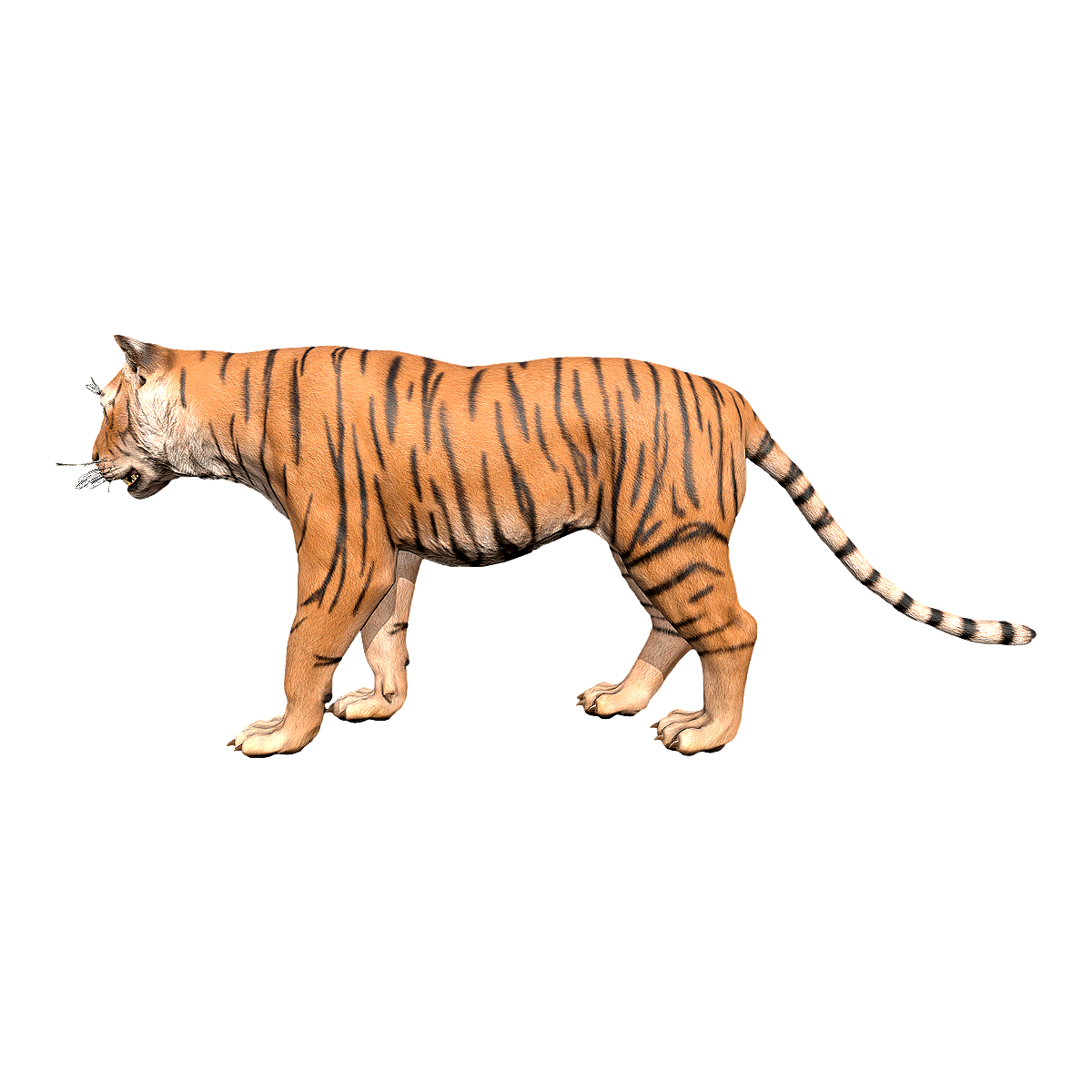 tiger